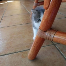 Image pour l'annonce Donné 2 chaton femelle