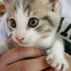 Image pour l'annonce Donné 2 chaton femelle