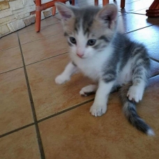Image pour l'annonce Donné 2 chaton femelle