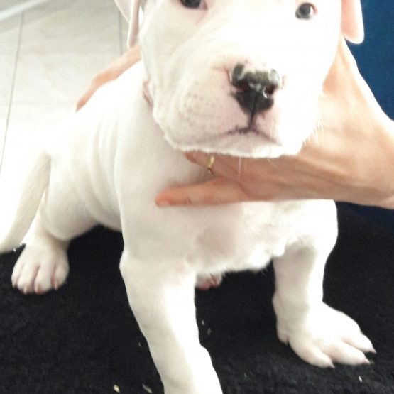 Image pour l'annonce magnifique chiots dogue argentin