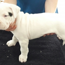 Image pour l'annonce magnifique chiots dogue argentin