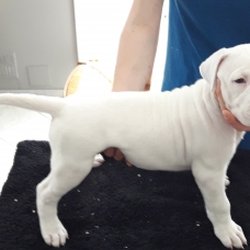 Image pour l'annonce magnifique chiots dogue argentin