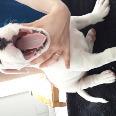 Image pour l'annonce magnifique chiots dogue argentin