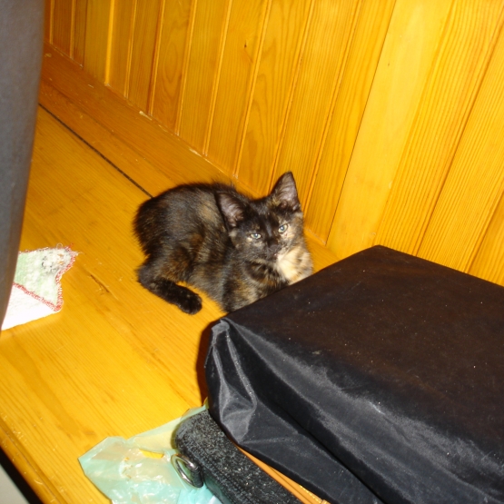 Image pour l'annonce donne chatons