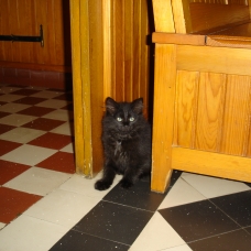 Image pour l'annonce donne chatons