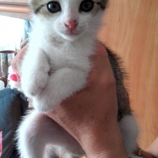 Image pour l'annonce Donne chaton
