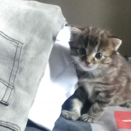Image pour l'annonce Donne chaton femelle