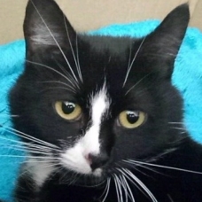 Image pour l'annonce Donne chaton mâle noir et blanc