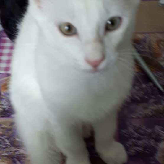 Image pour l'annonce vends chaton blanc yeux bleus