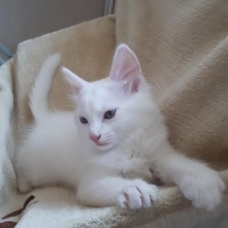 Image pour l'annonce vends chaton blanc yeux bleus