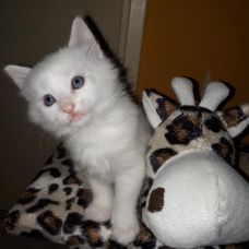 Image pour l'annonce vends chaton blanc yeux bleus