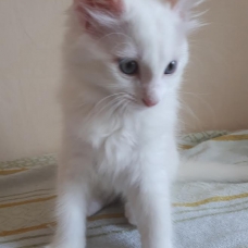Image pour l'annonce vends chaton blanc yeux bleus