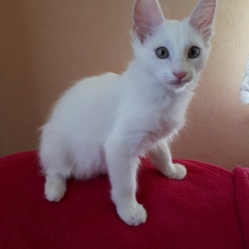 Image pour l'annonce vends chaton blanc yeux bleus