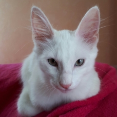 Image pour l'annonce vends chaton blanc yeux bleus