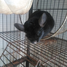 Image pour l'annonce Vends couple chinchilla