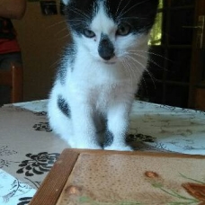 Image pour l'annonce A donner chatons