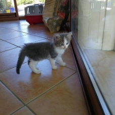 Image pour l'annonce donne 2 chatons femelle de 2 mois prête a partir