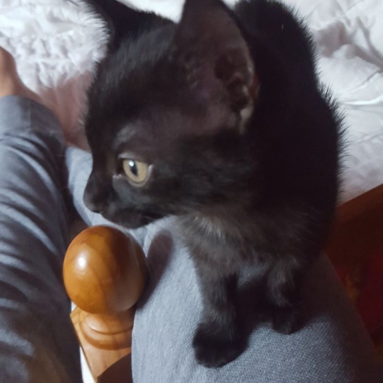Image pour l'annonce Donne chaton femelle sevrée