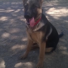 Image pour l'annonce Vente de chiot Bergers Allemands