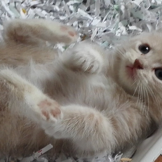 Image pour l'annonce Donne chatons