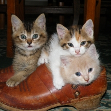 Image pour l'annonce Donne chatons