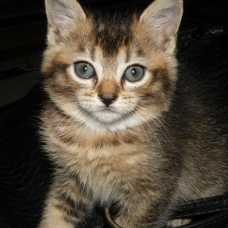 Image pour l'annonce Donne chatons