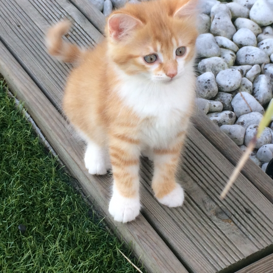 Image pour l'annonce Donne Chatons
