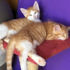 Image pour l'annonce Donne Chatons