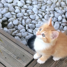 Image pour l'annonce Donne Chatons