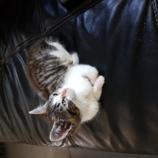 Image pour l'annonce Donne deux chatons mâles