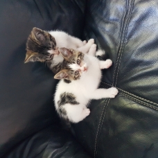 Image pour l'annonce Donne deux chatons mâles