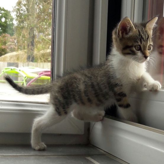 Image pour l'annonce Chaton femelle