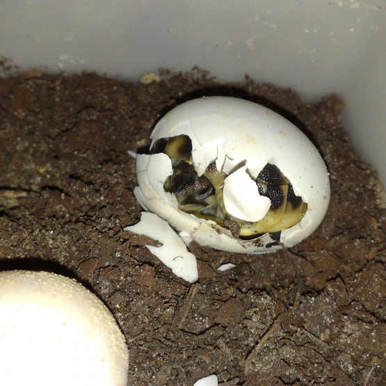 Image pour l'annonce bébé et juvenil  tortue