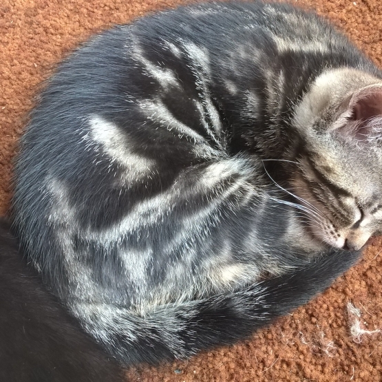Image pour l'annonce Donne chatons femelles et Mâles