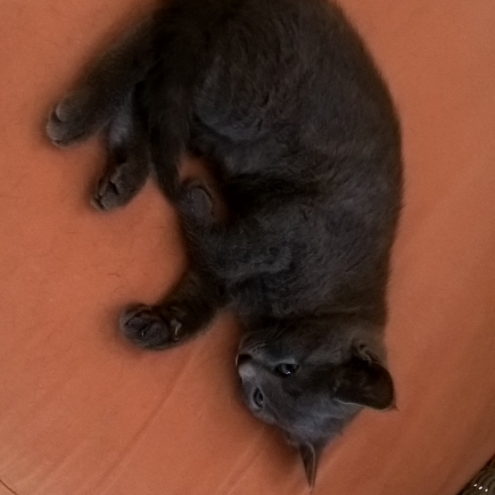 Image pour l'annonce Donne chatons femelles et Mâles