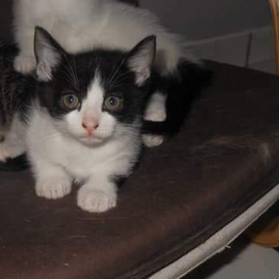 Image pour l'annonce Chaton