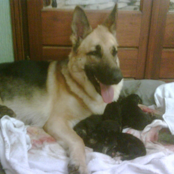 Image pour l'annonce Chiots Bergers Allemands pure race