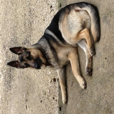 Image pour l'annonce Chiots Bergers Allemands pure race