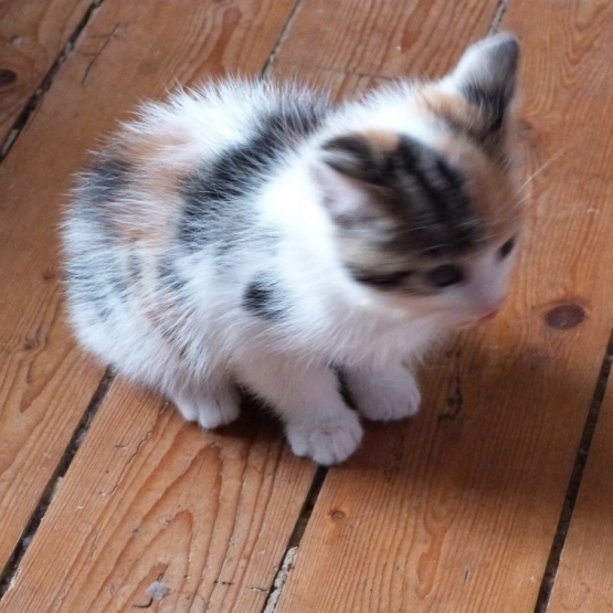 Image pour l'annonce Donne 2 chatons