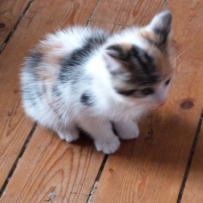 Image pour l'annonce Donne 2 chatons