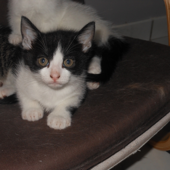 Image pour l'annonce chaton femelle