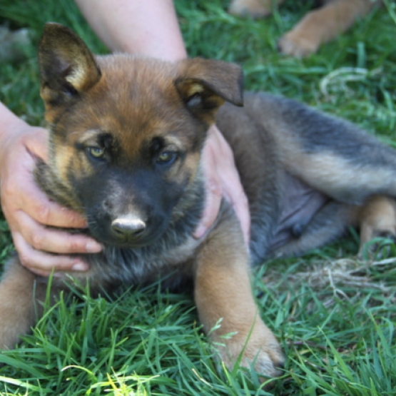 Image pour l'annonce NELSON, chiot x malinois 2 mois - M
