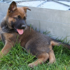 Image pour l'annonce NELSON, chiot x malinois 2 mois - M