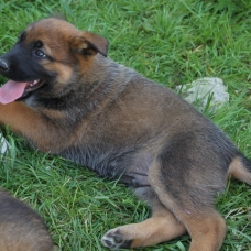 Image pour l'annonce NELSON, chiot x malinois 2 mois - M