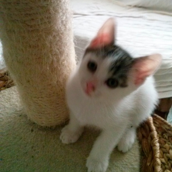 Image pour l'annonce Donnons  chaton femelle 3 mois sevrée