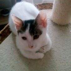 Image pour l'annonce Donnons  chaton femelle 3 mois sevrée