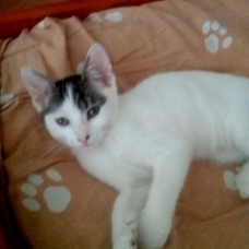 Image pour l'annonce Donnons  chaton femelle 3 mois sevrée
