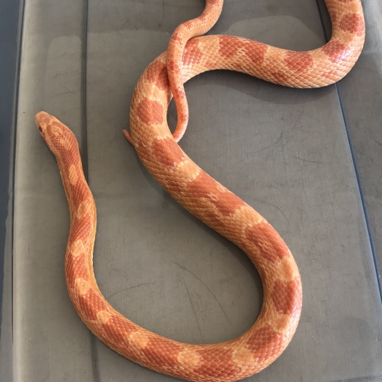 Image pour l'annonce Donne serpent