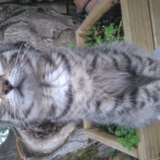 Image pour l'annonce A donner chaton tigré