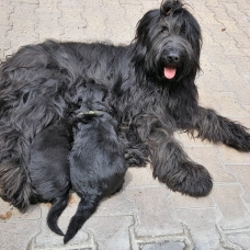 Image pour l'annonce Vends chiots briard mâles noirs lof